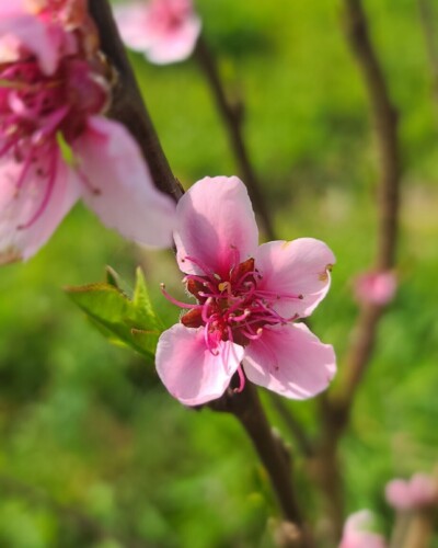 Chambre d'hotes au Manoir du Moulin de Madame à Villeneuve-sur-Lot