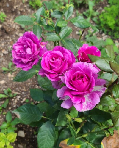 Le Manoir du Moulin de Madame